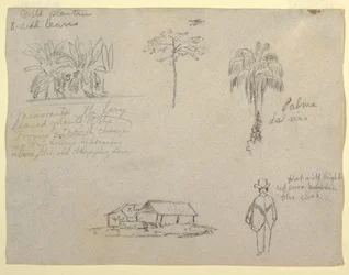 Botanical Sketches, 1853